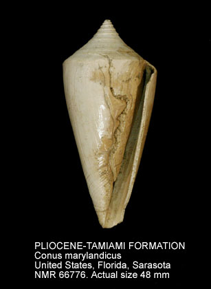 PLIOCENE-TAMIAMI FORMATION Conus marylandicus.jpg - PLIOCENE-TAMIAMI FORMATION Conus marylandicus Green,1830